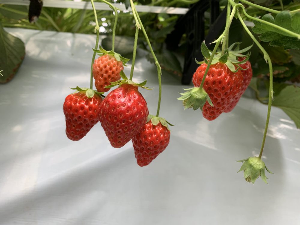 いちご狩り_いわき