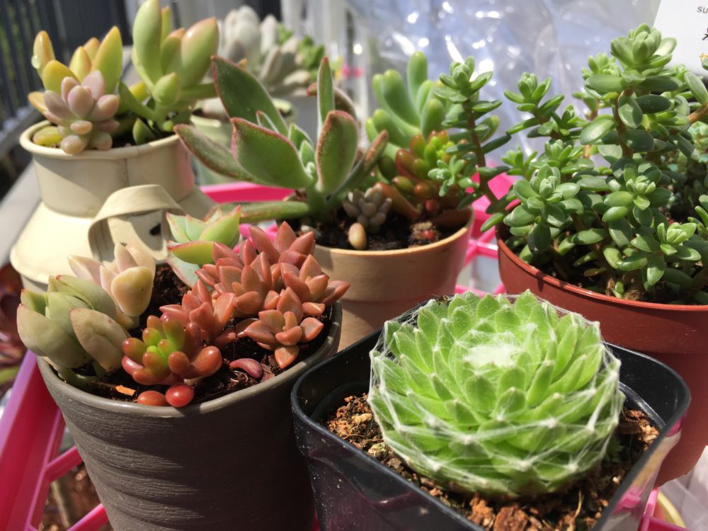 私の趣味について