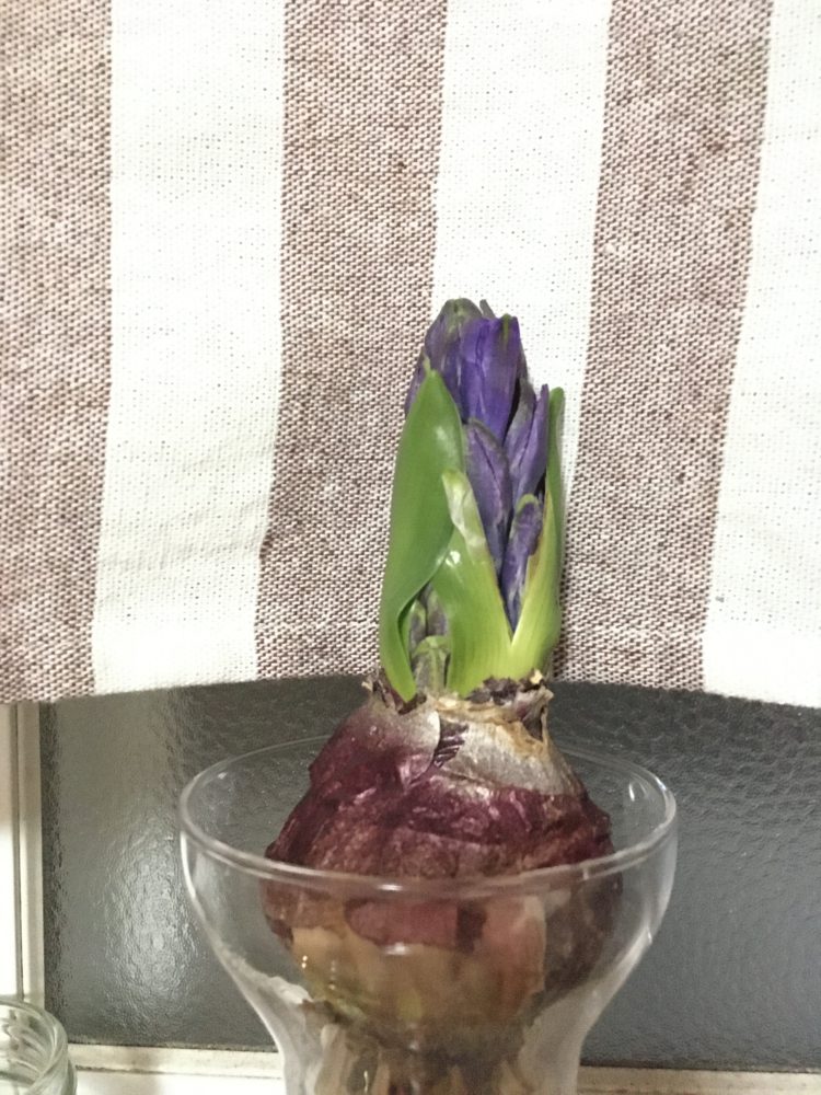 ヒヤシンスの水耕栽培