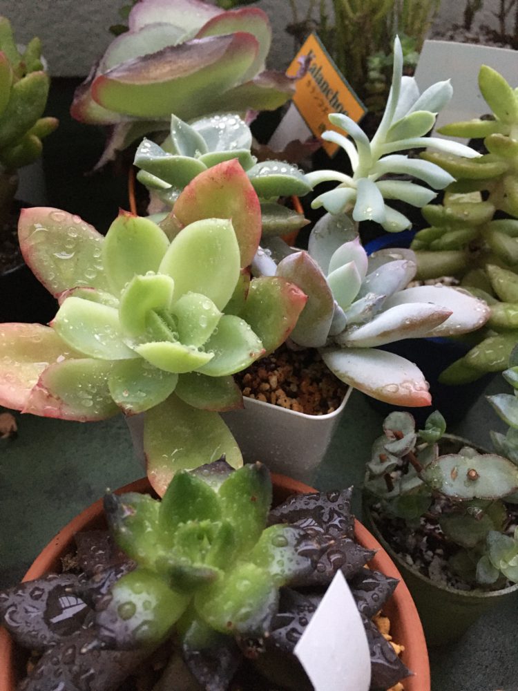 ゴールデンウィーク休業前の最後の更新です。