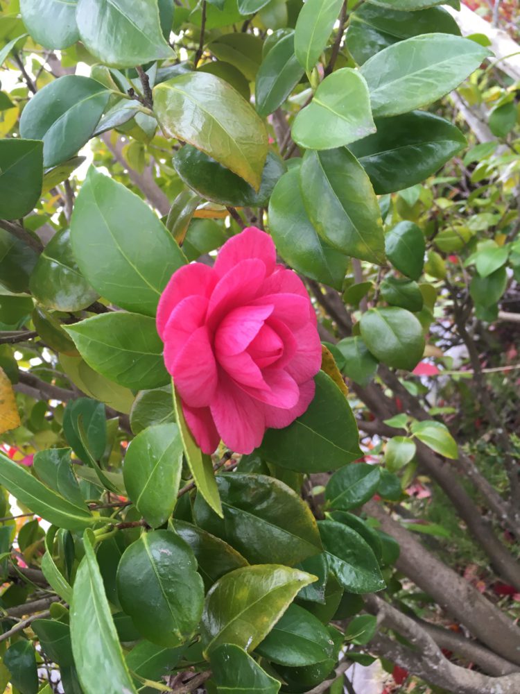 現場で見つけた花