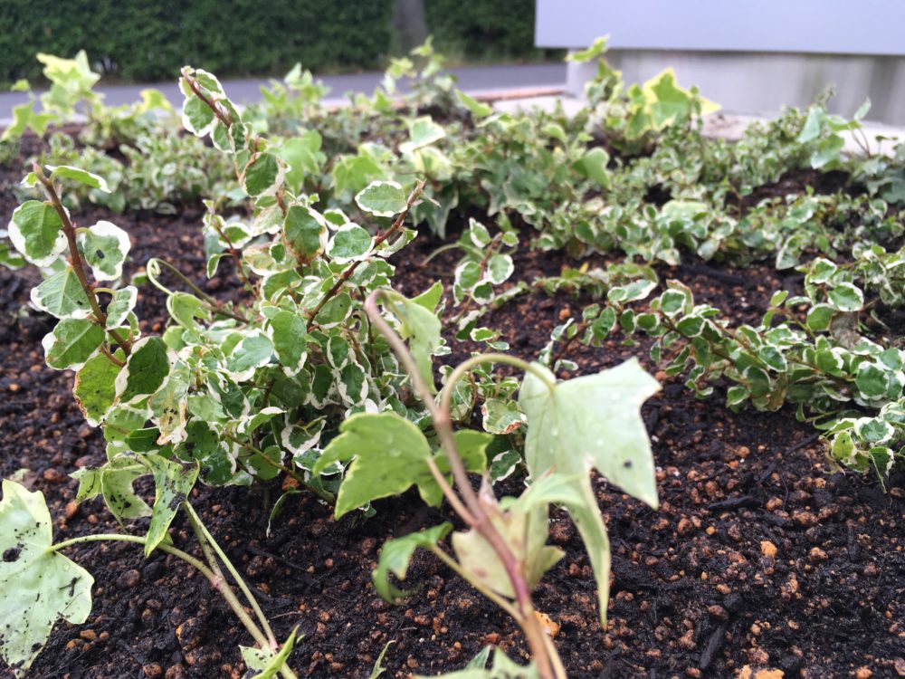 花壇計画🌼の続き