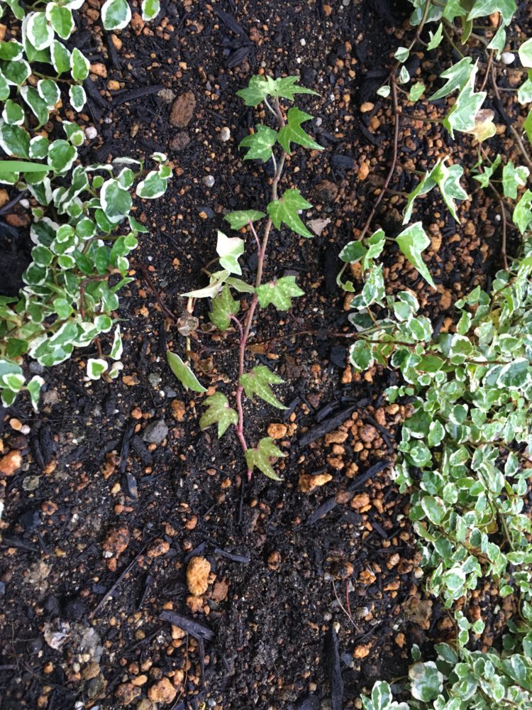 水耕栽培アイビーを花壇に移植しました
