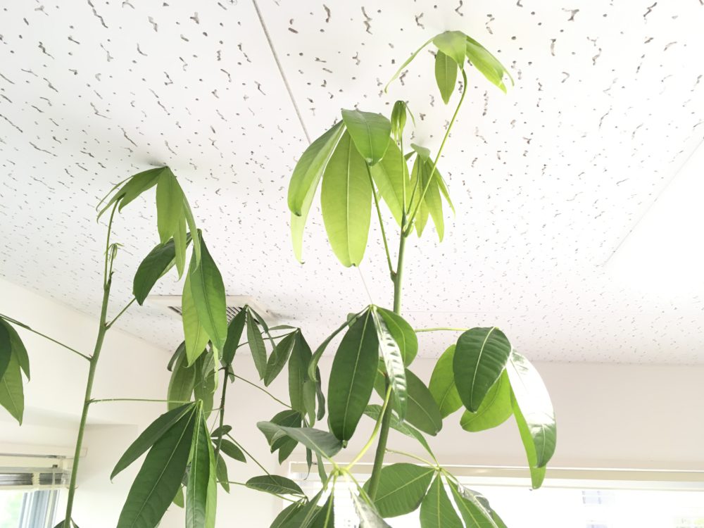 パキラが成長しすぎてます。