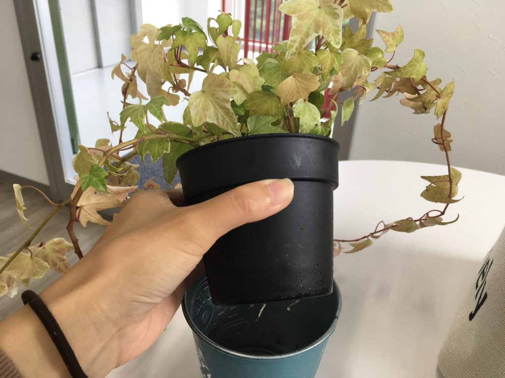 元気いっぱいのアイビー先輩