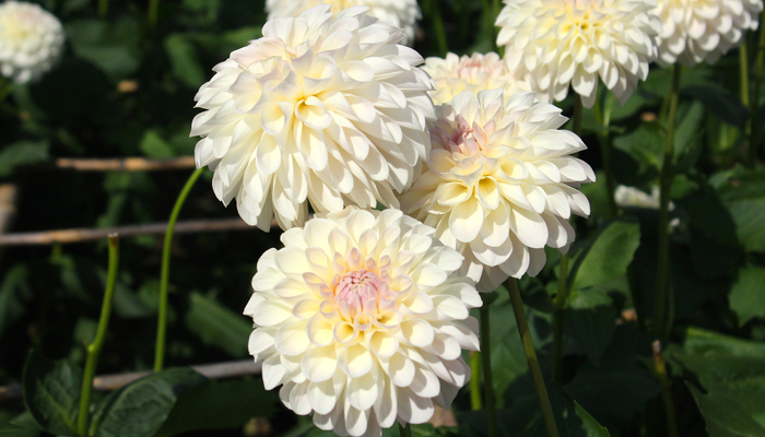 9月23日の誕生花の一つ『ダリア』です。