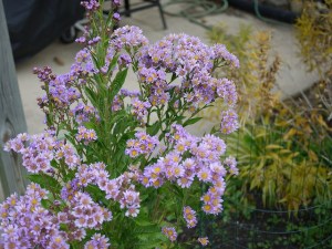 本日のお花は、シオン🌺