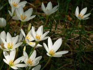 本日の誕生花🌺