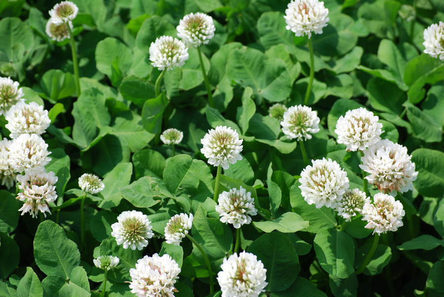 いいいろの日（11月16日）