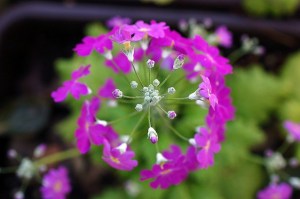 お見舞い申し上げます。