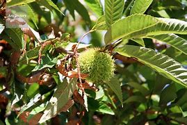 無垢材🌲 活用術 その5