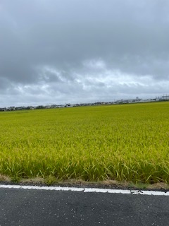 無垢材🌲 活用術 その3