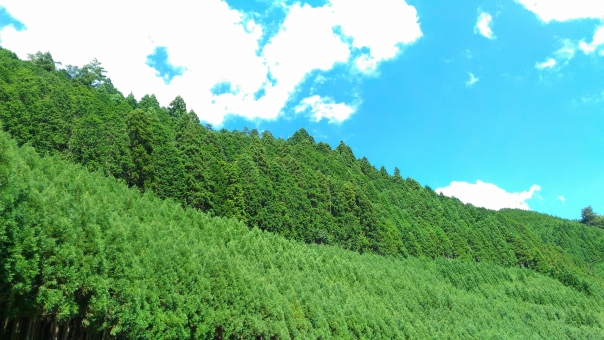 無垢材🌲 活用術 その4